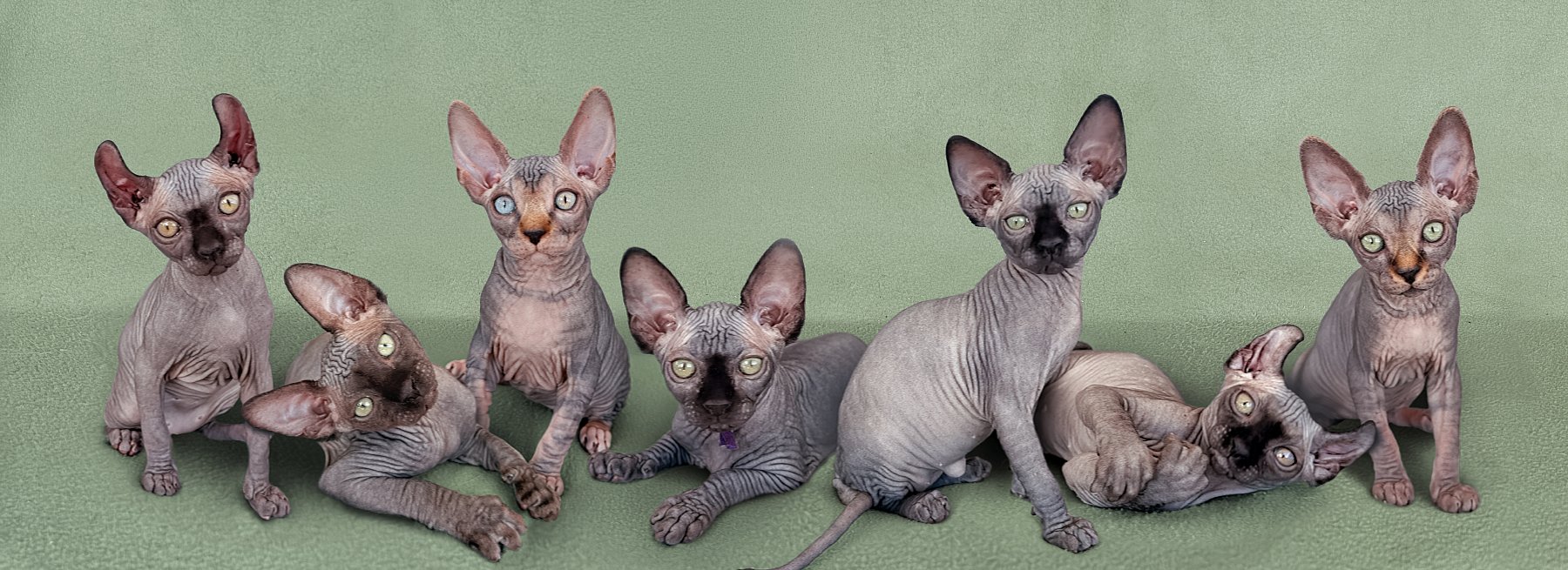 kittens-11-weeks-website.jpg